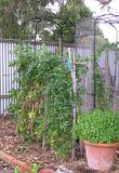  photo Tomatoes2 16Mar15_zpsiuhmwq14.jpg